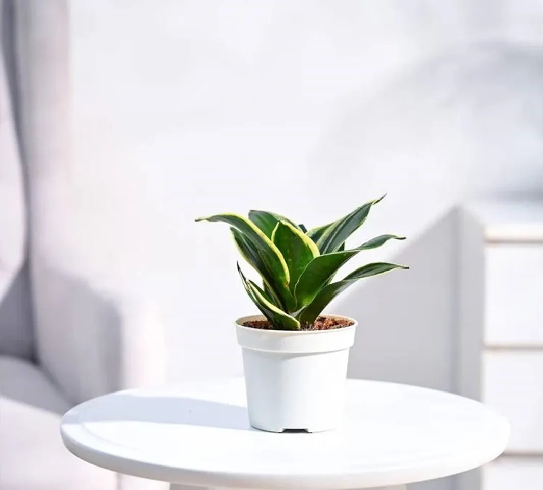 Snake plant
