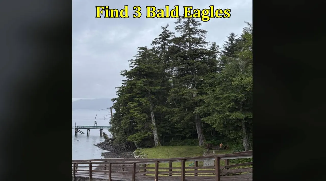 Bald eagles 1