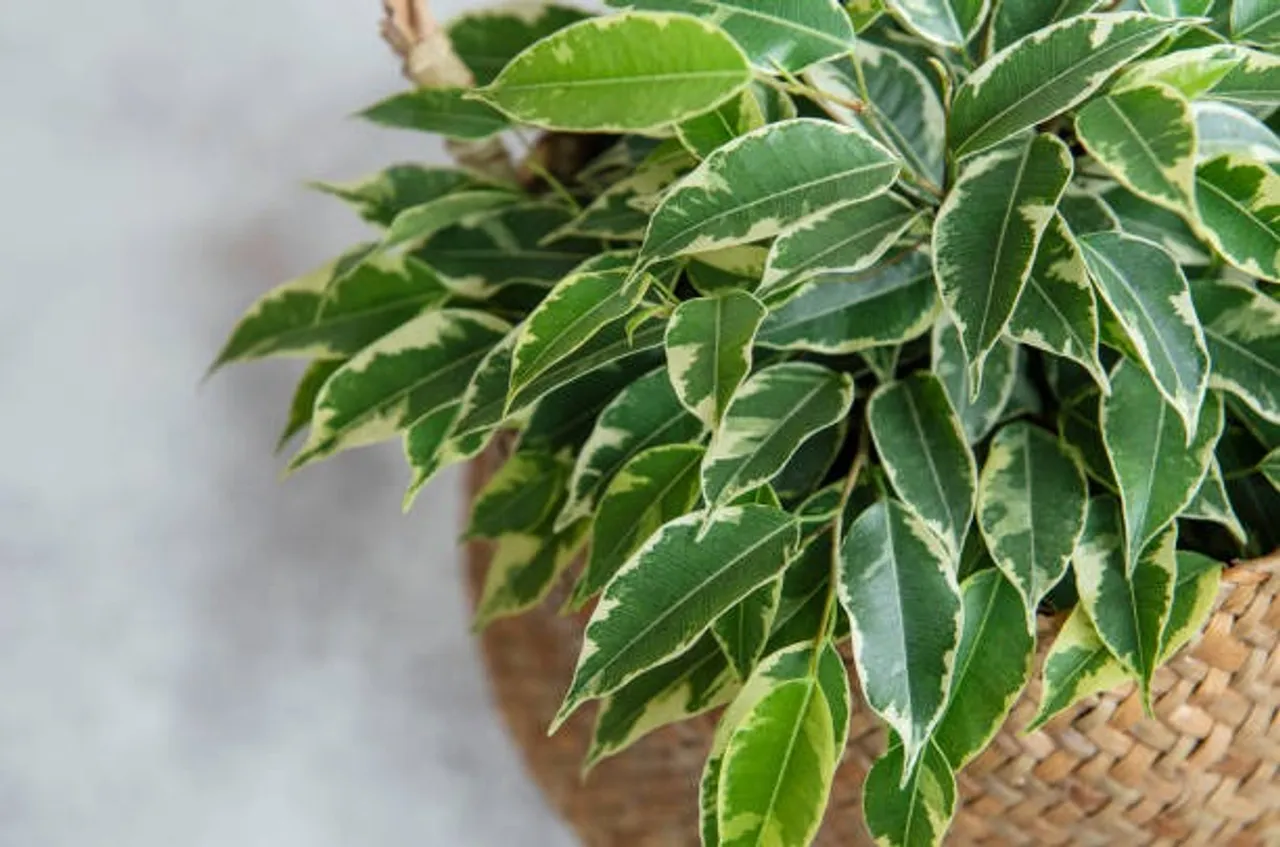 weeping fig