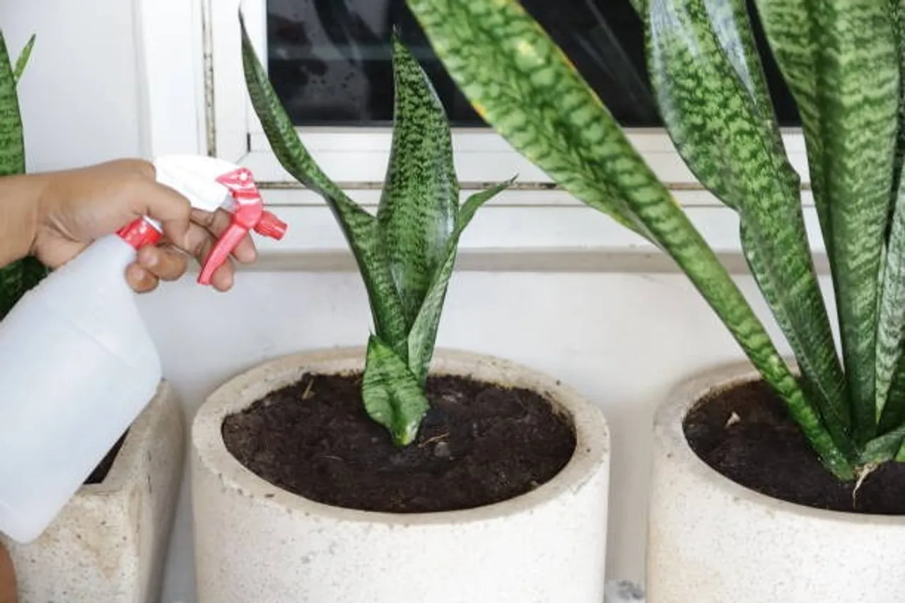snake plant