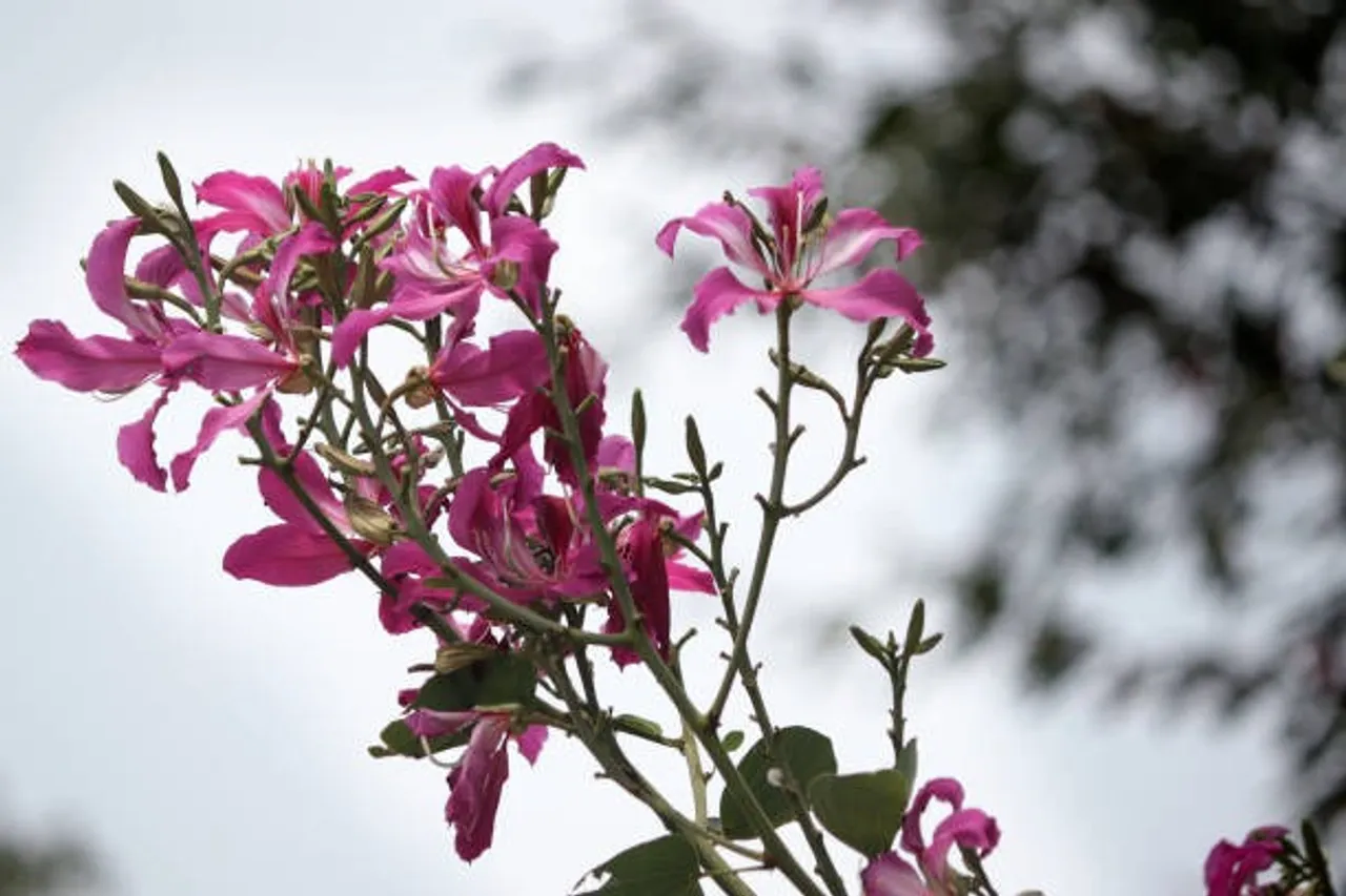 orchid