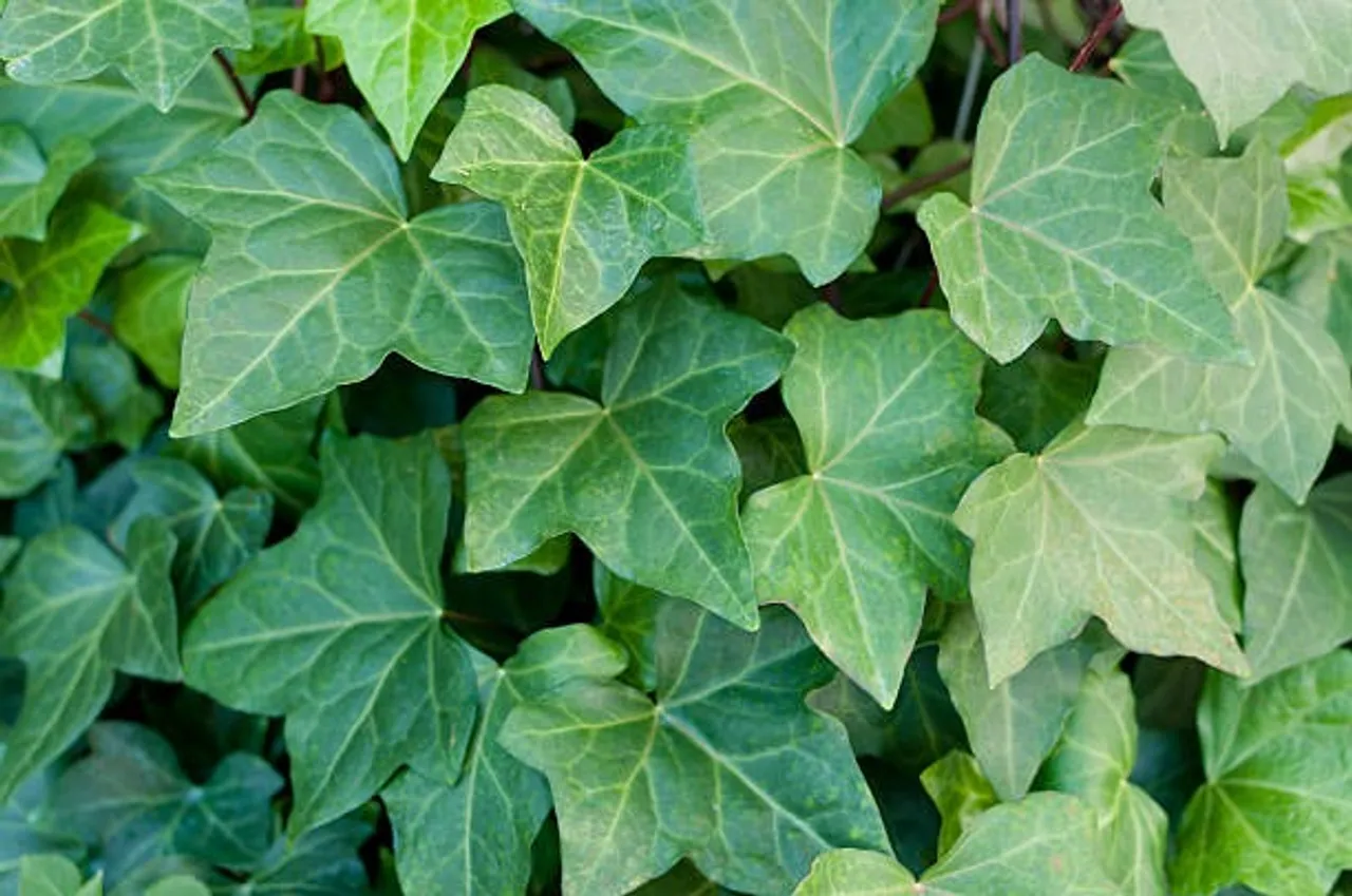english ivy