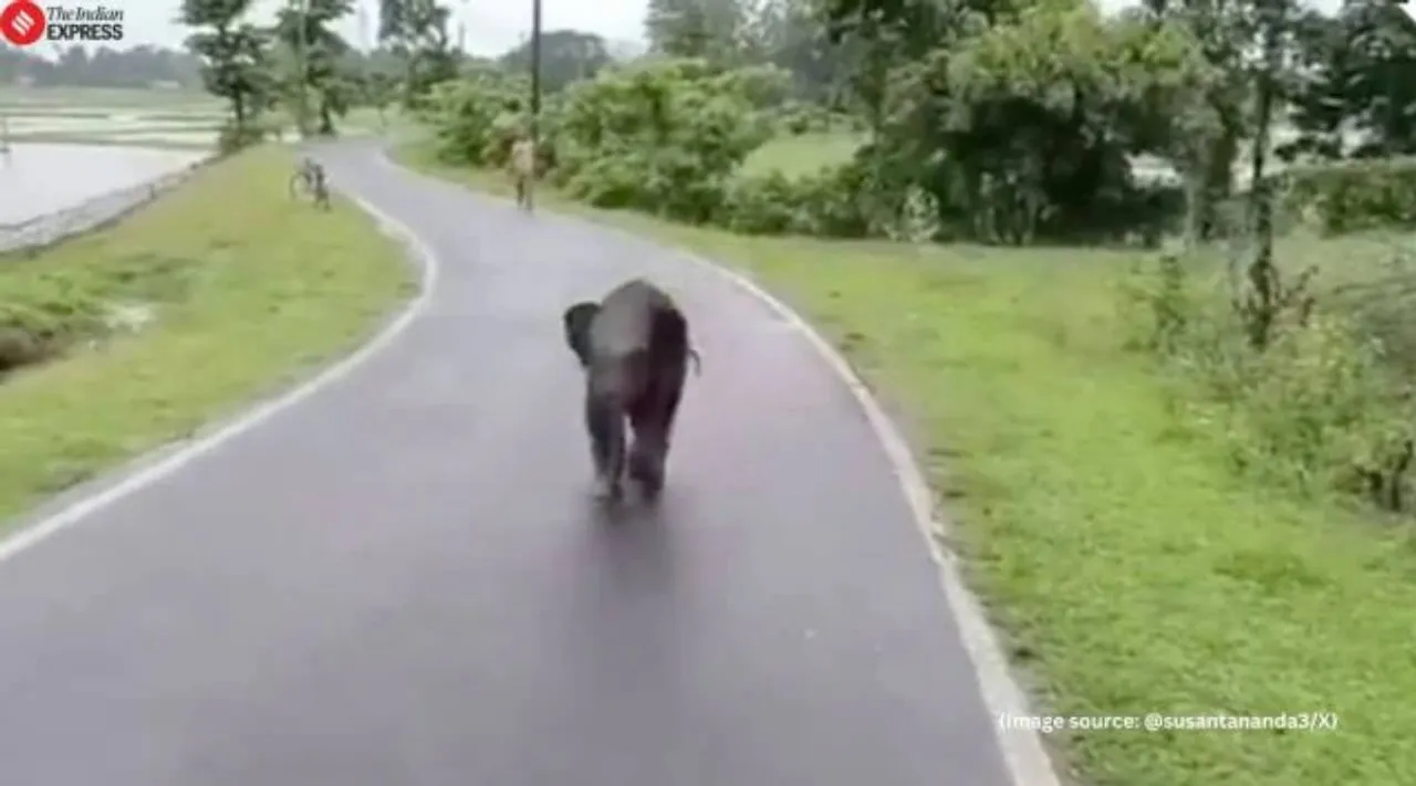 Lost elephant calf video