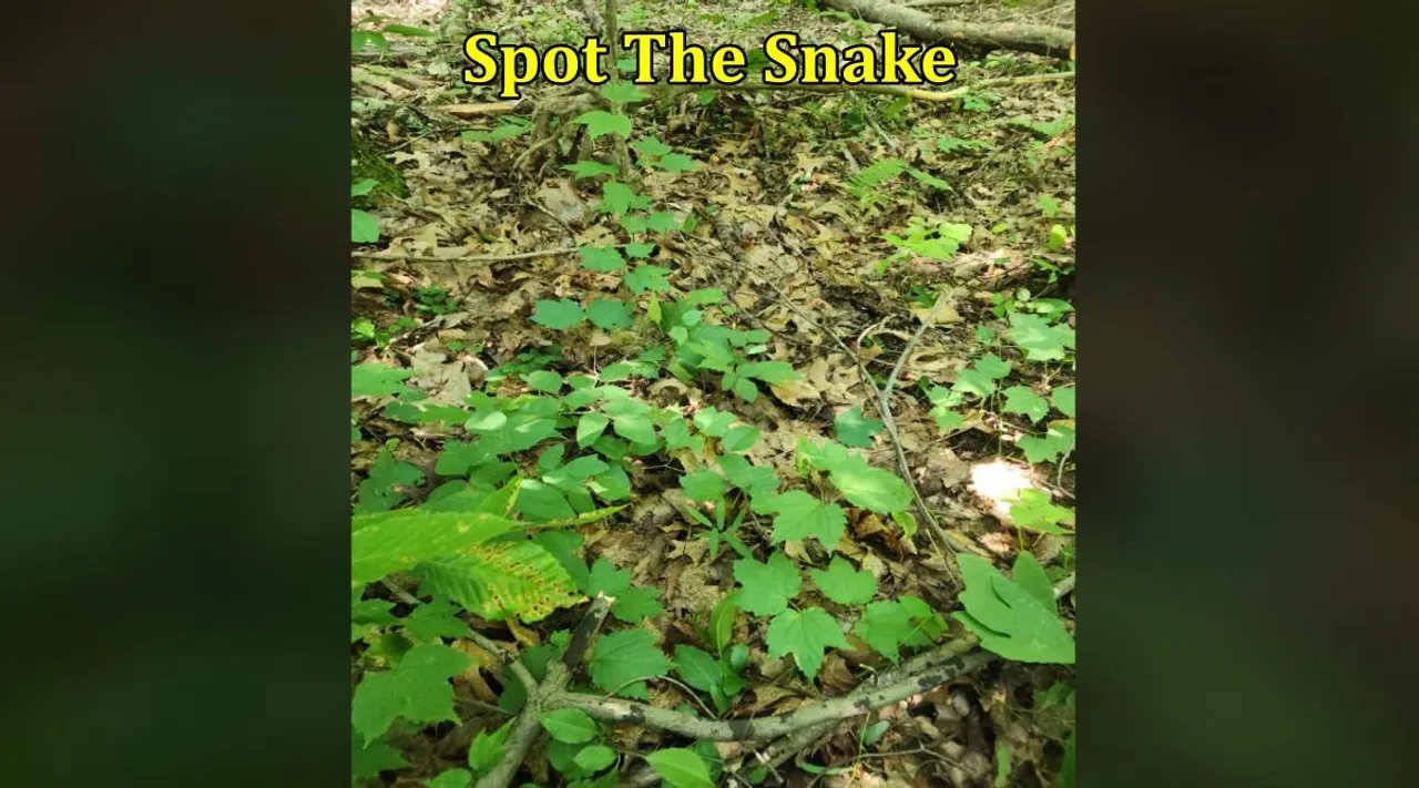 Snake gar 1