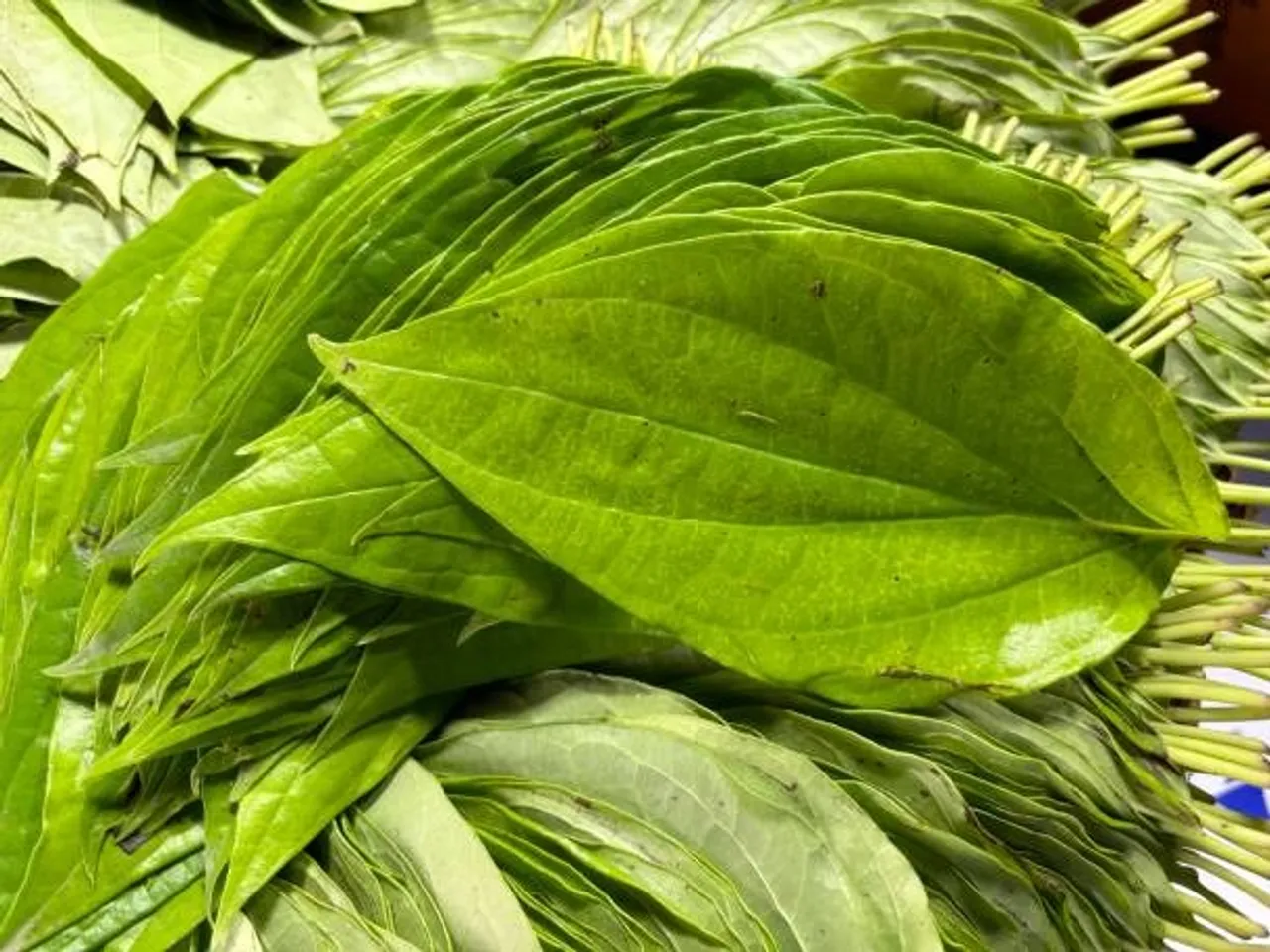 betel leaf