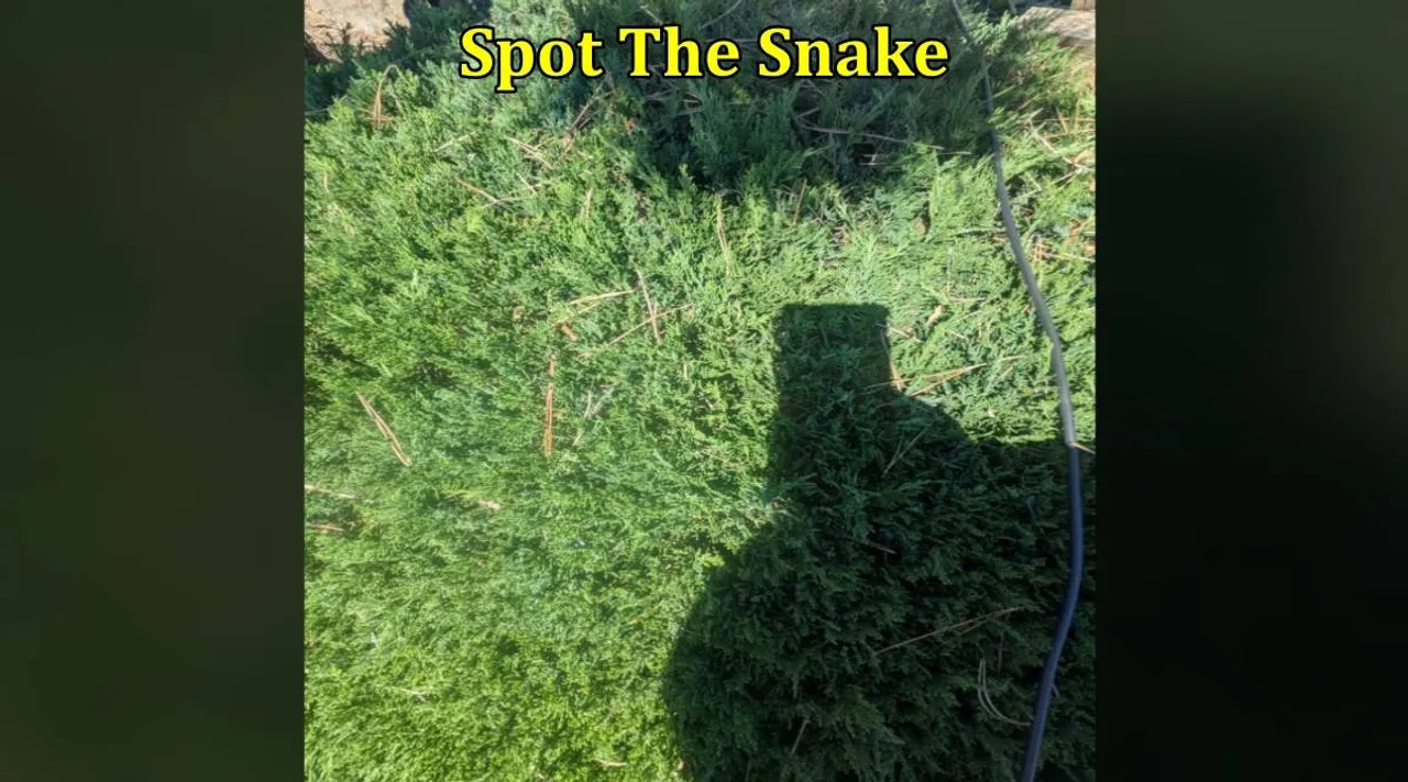 SPS serpent 1