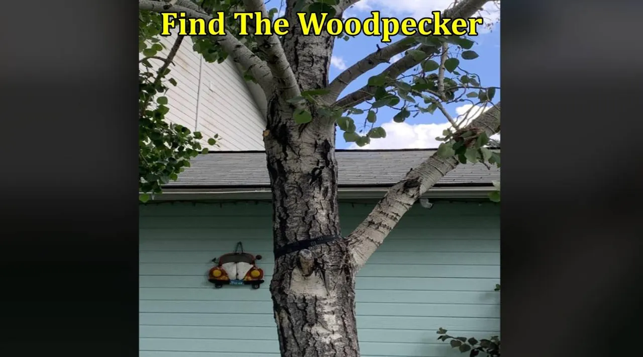 Woodpecker 1