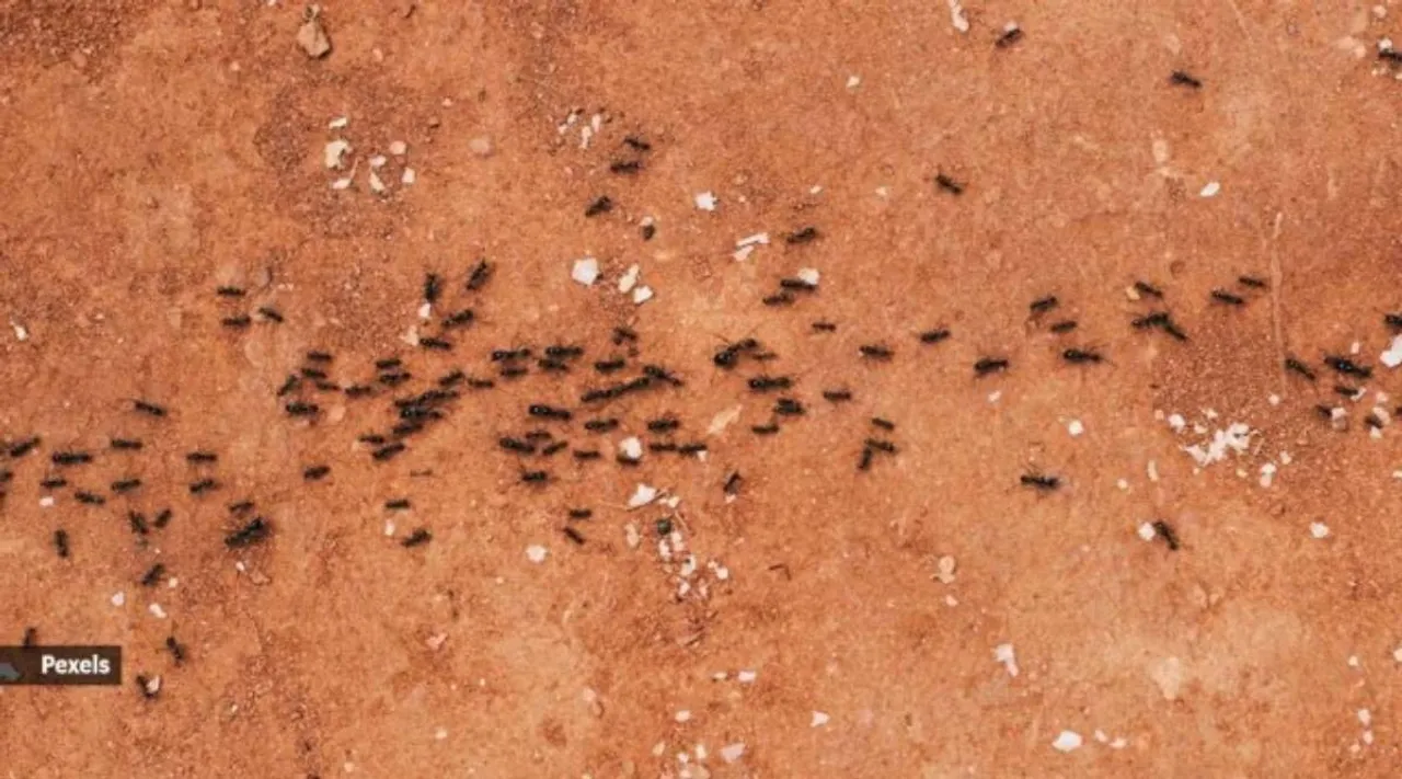ants xy