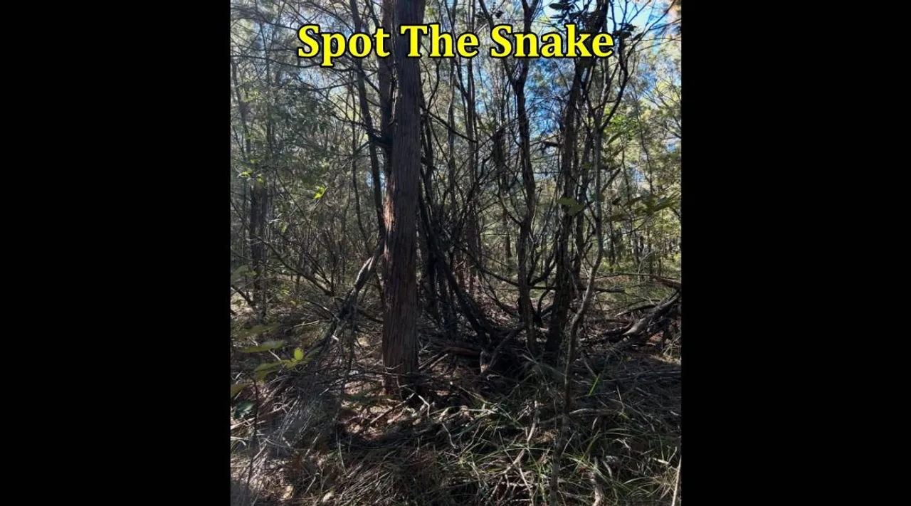 Spot The Snake here 1