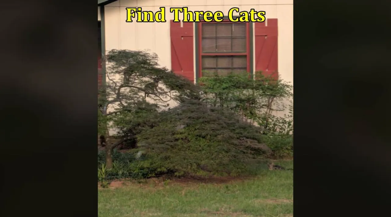 Three cat 1