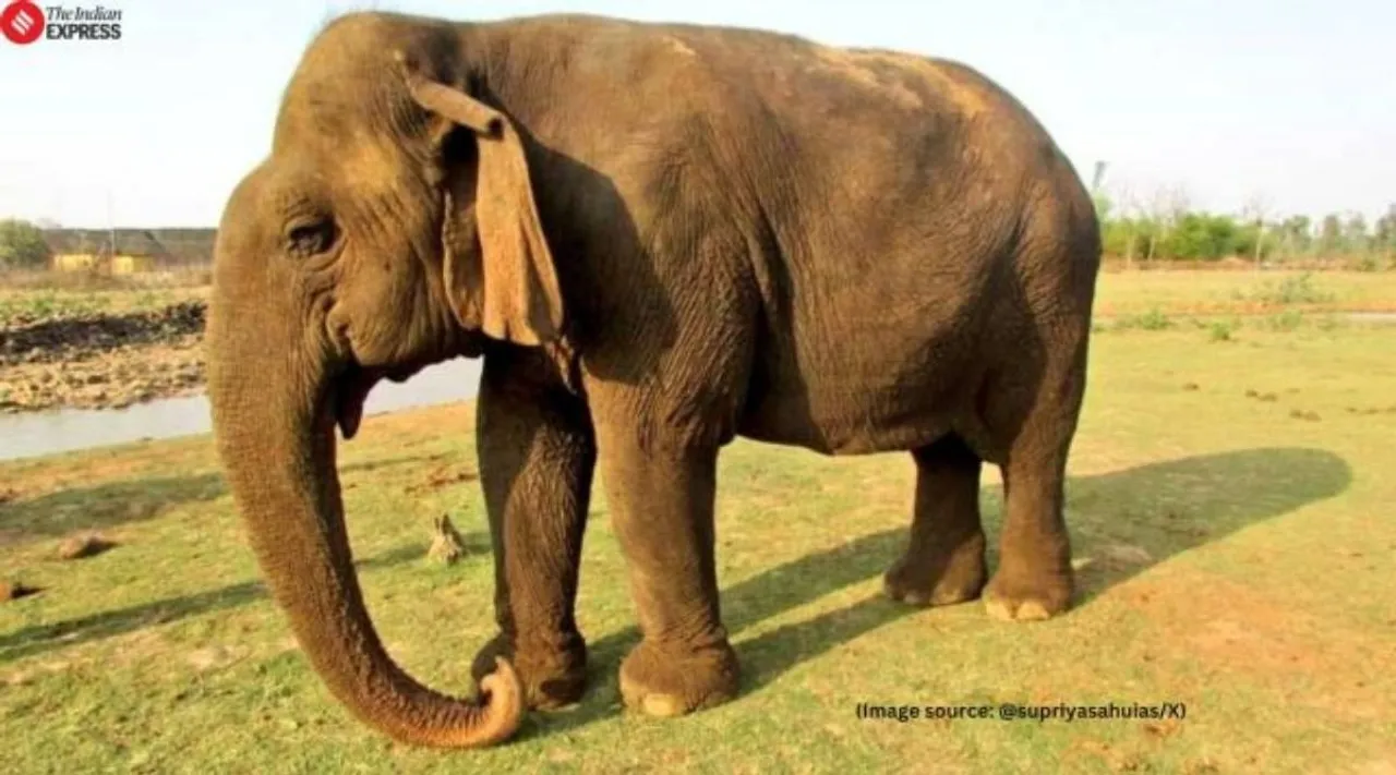 Vatsala elephant