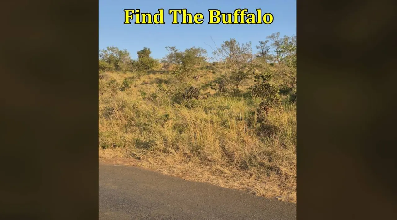 buffallo 1