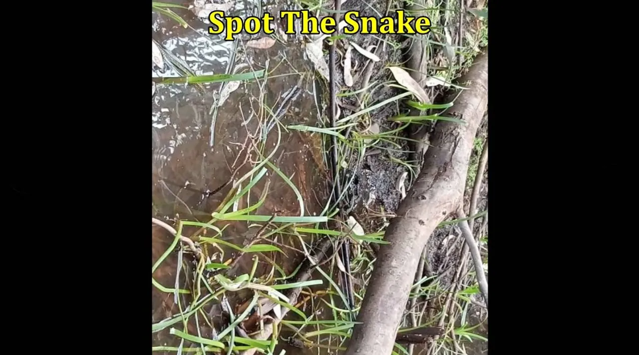 Snake One 1