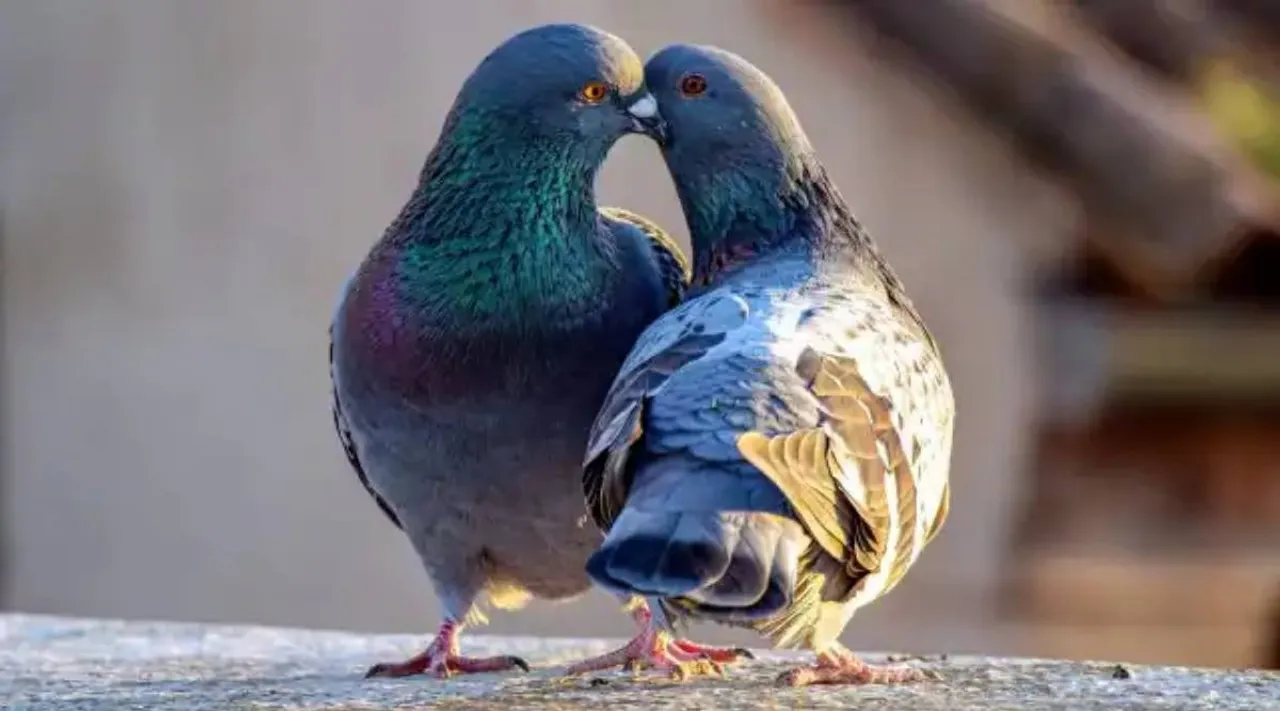 kissing animals