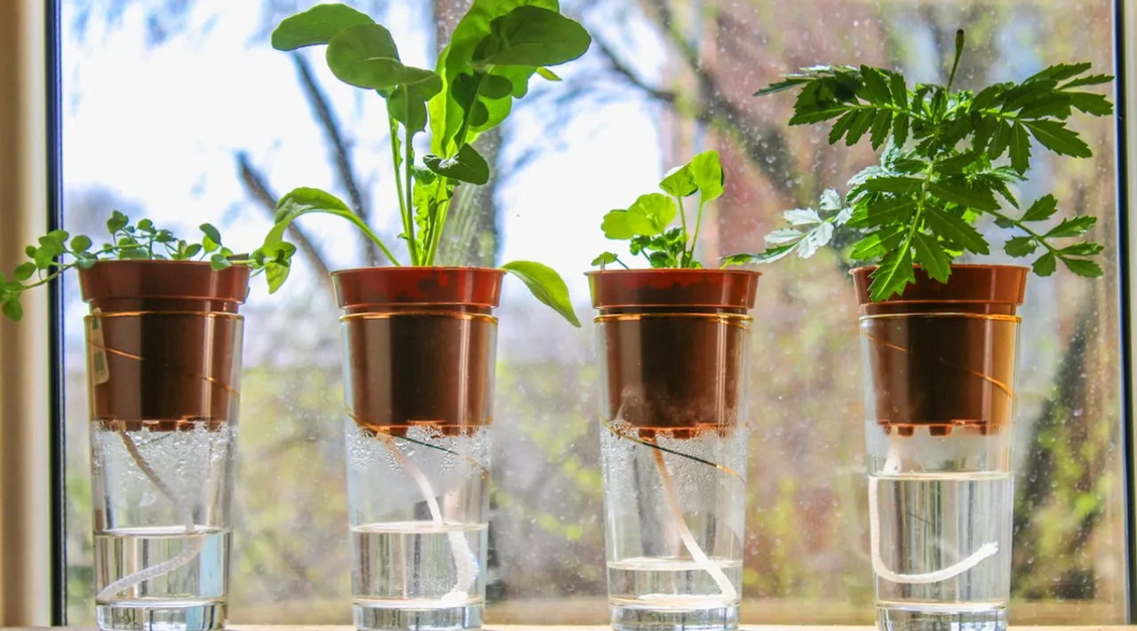 Self-watering system