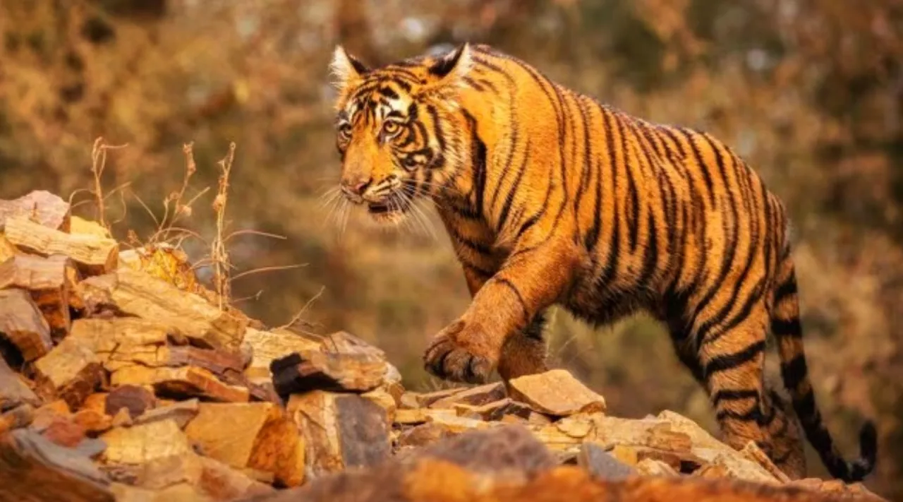 tigar