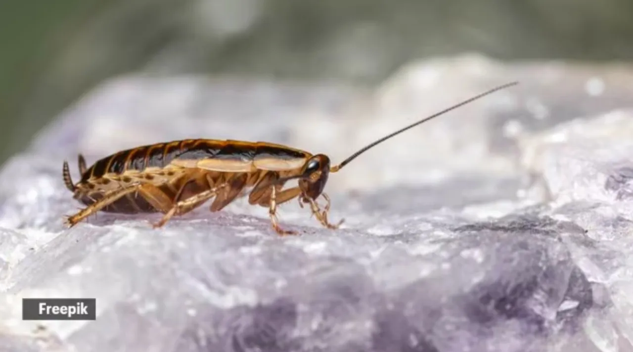 cockroaches