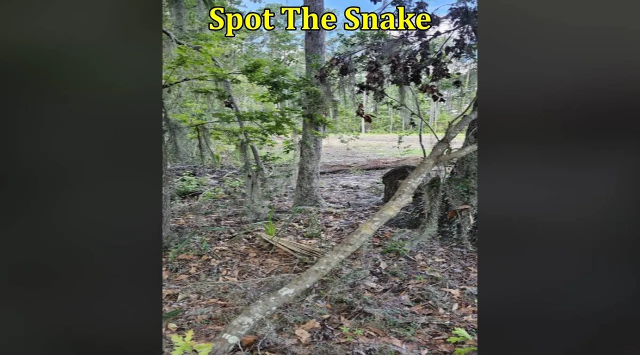 Snake among tree 1