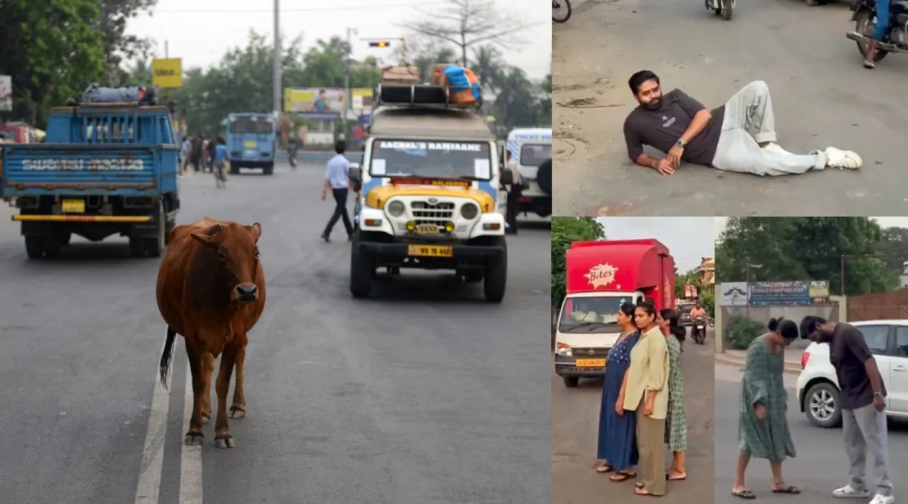 cows road dominance
