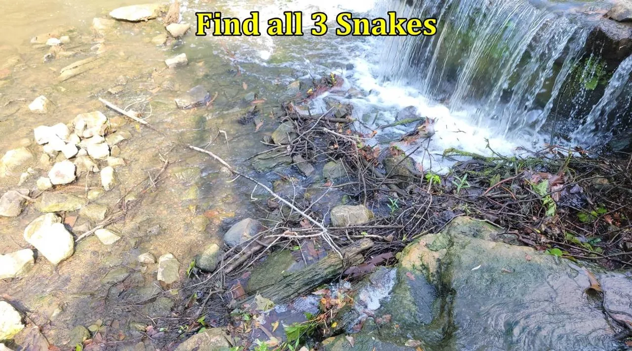 Find 3 snakes 1