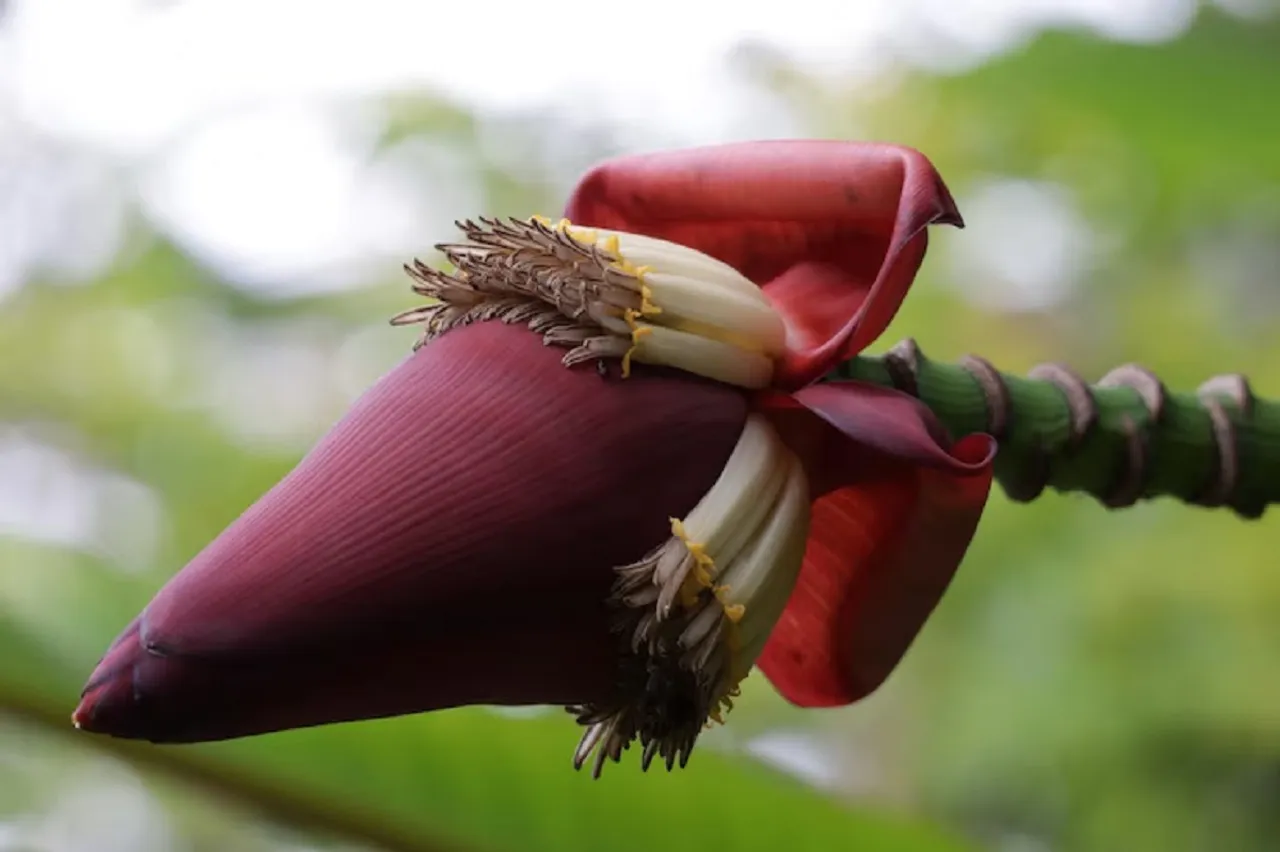 Banana flower how to clean banana flower