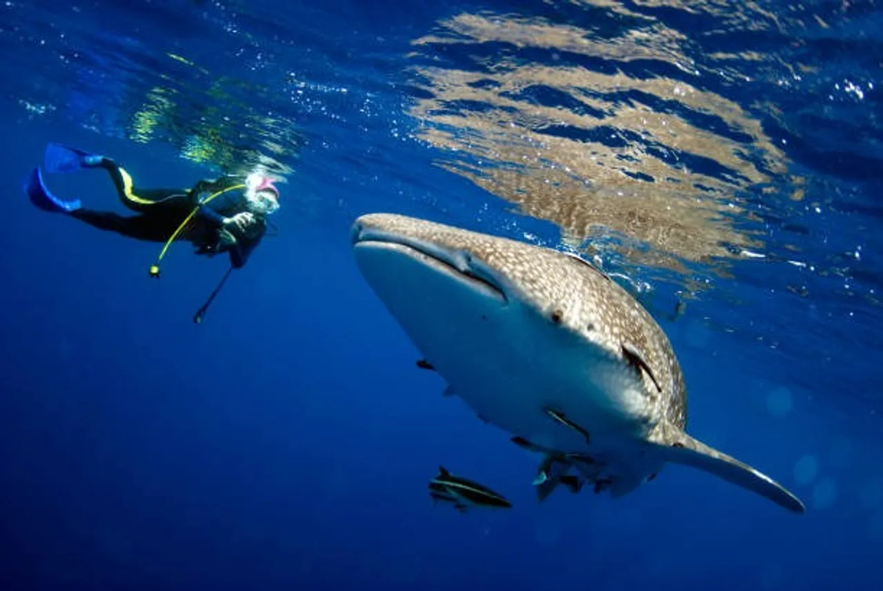 shark