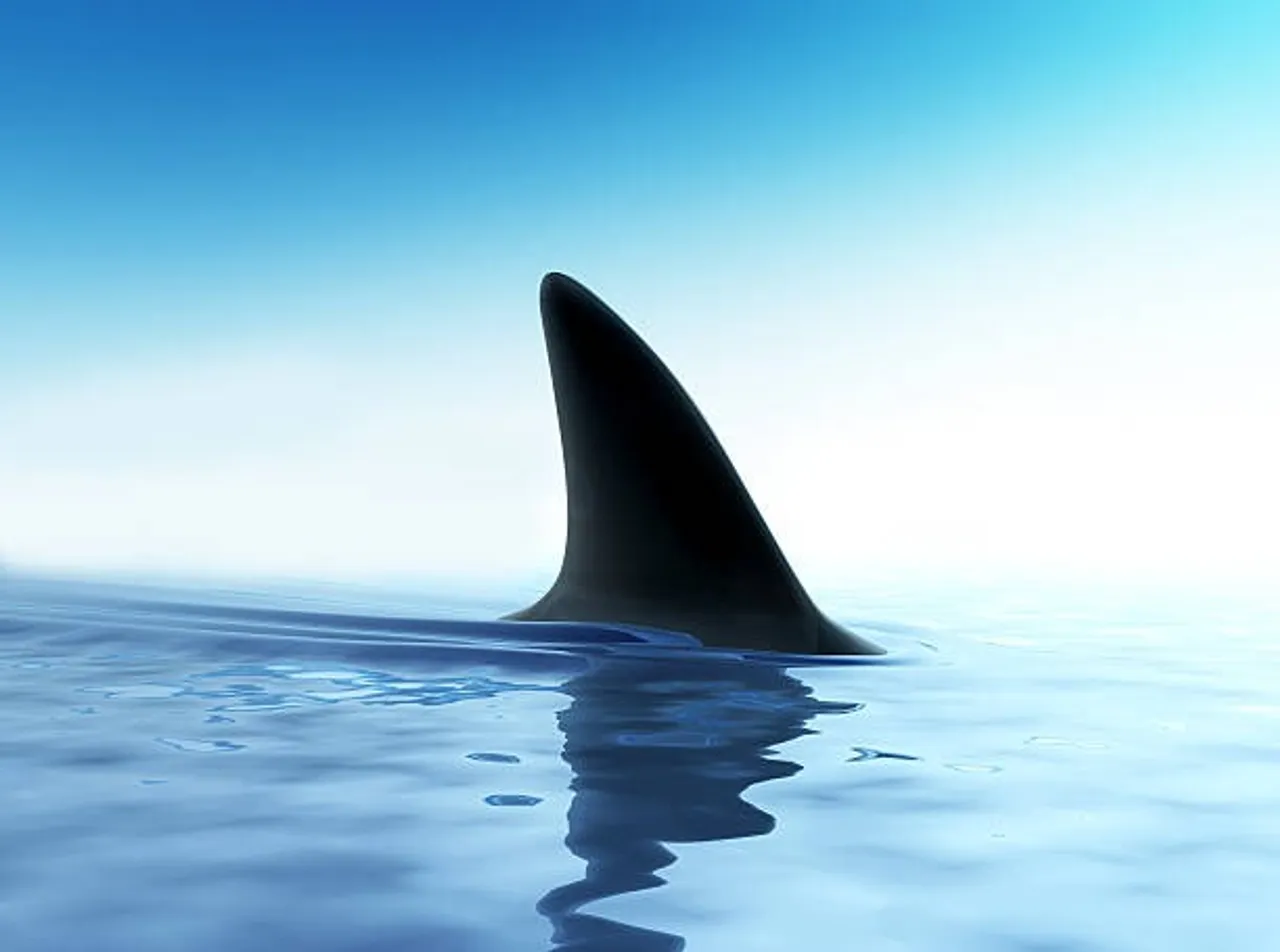 shark