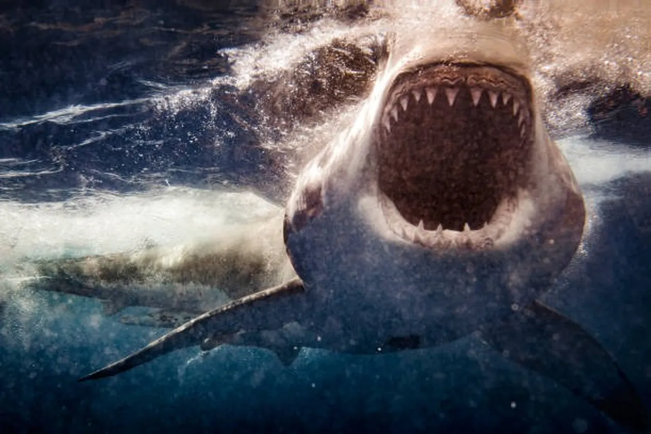 shark
