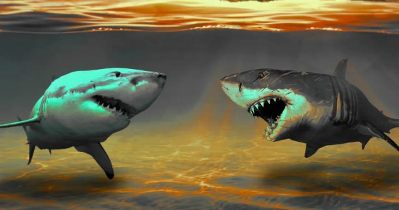 shark