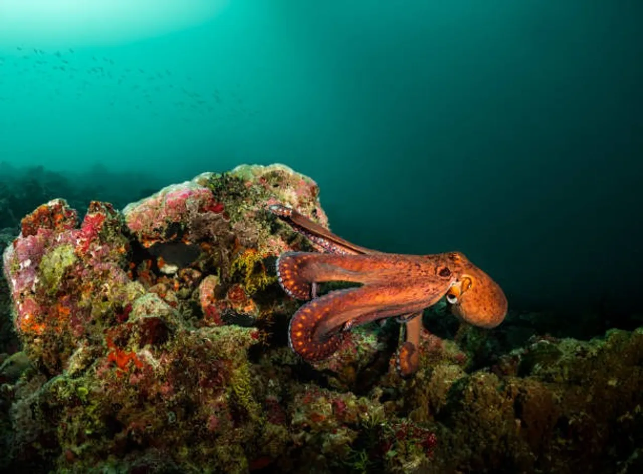 octopus