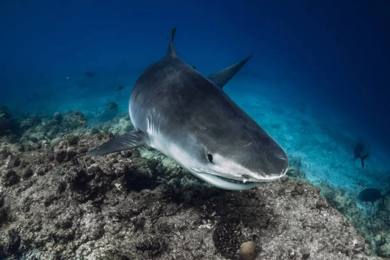 shark