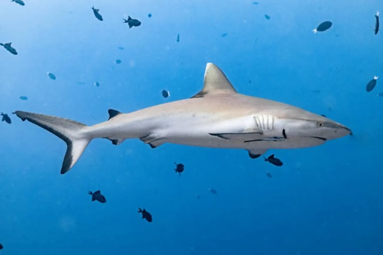 shark