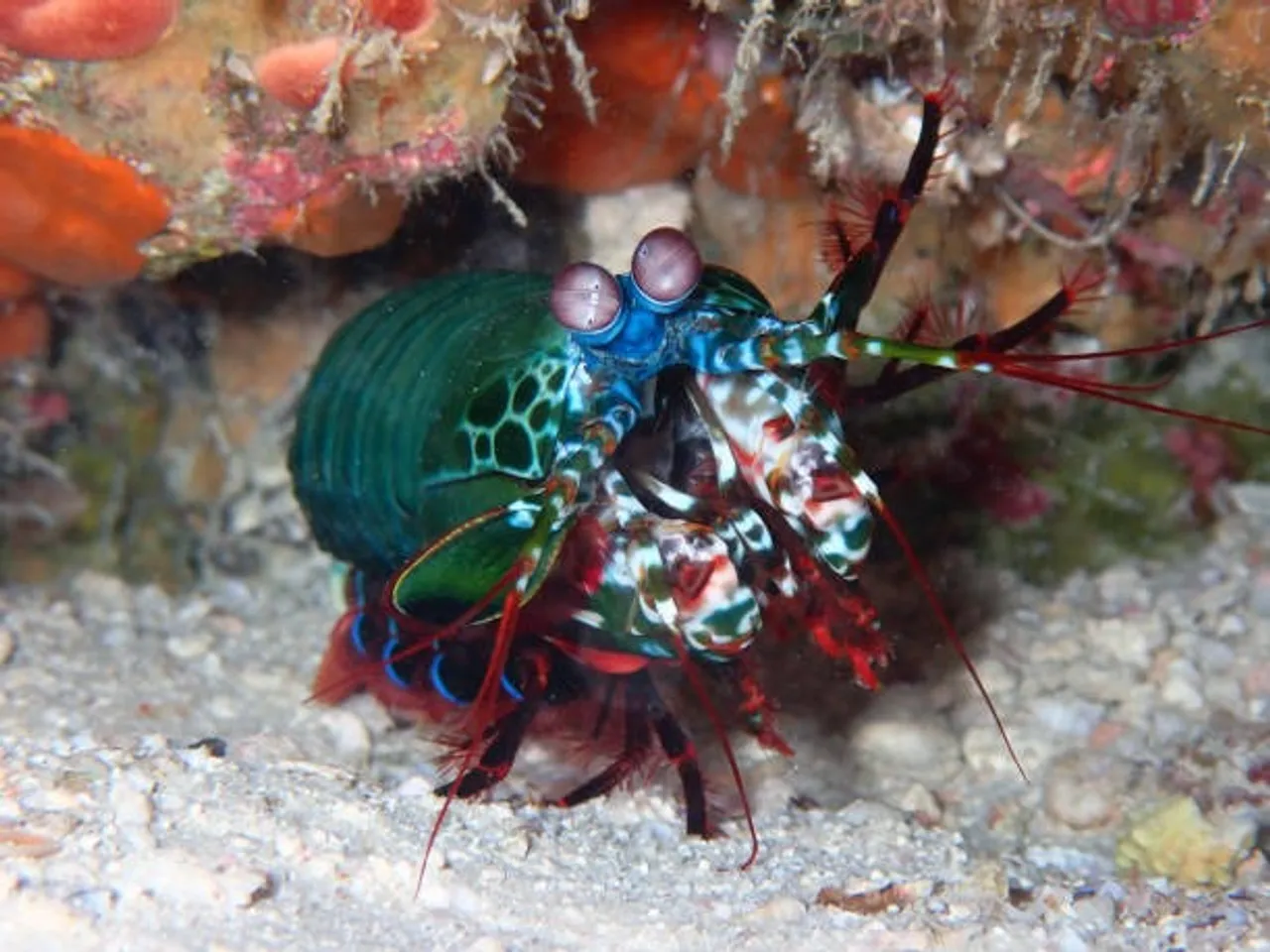 Mantis Shrimp
