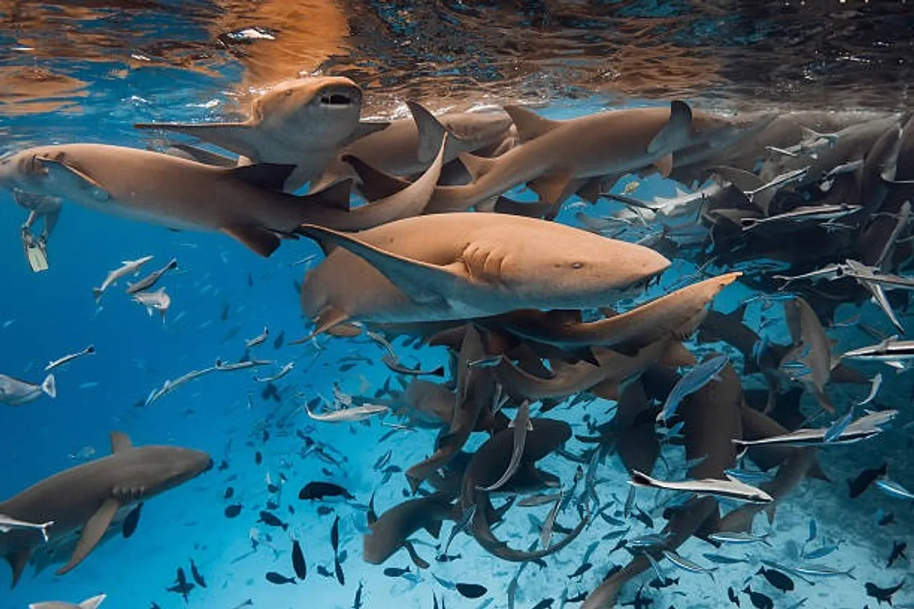 shark
