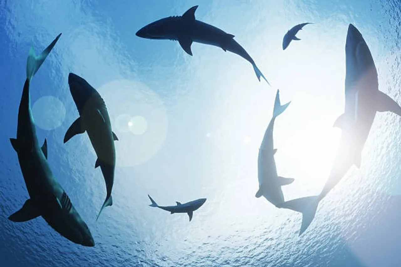 shark