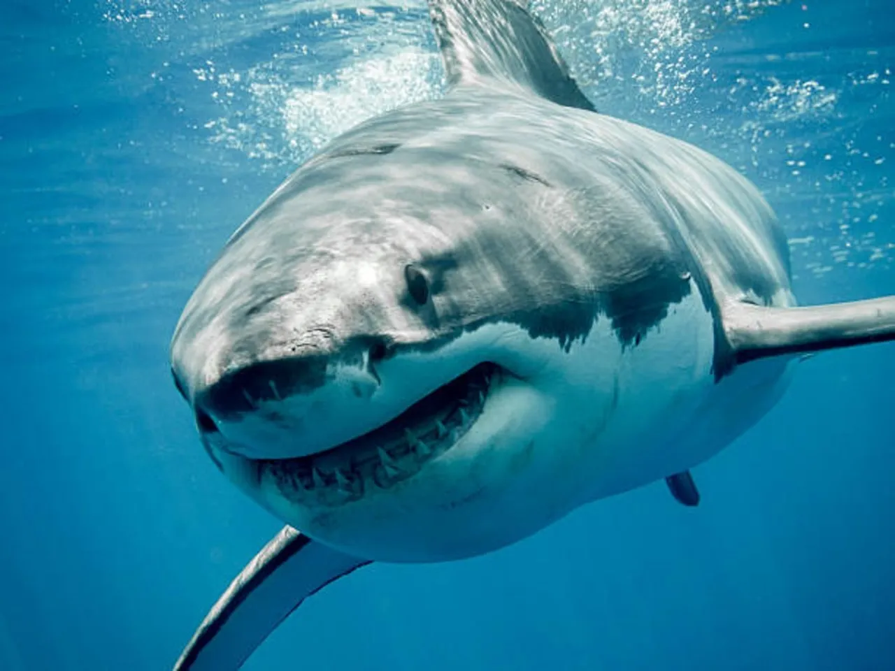 shark