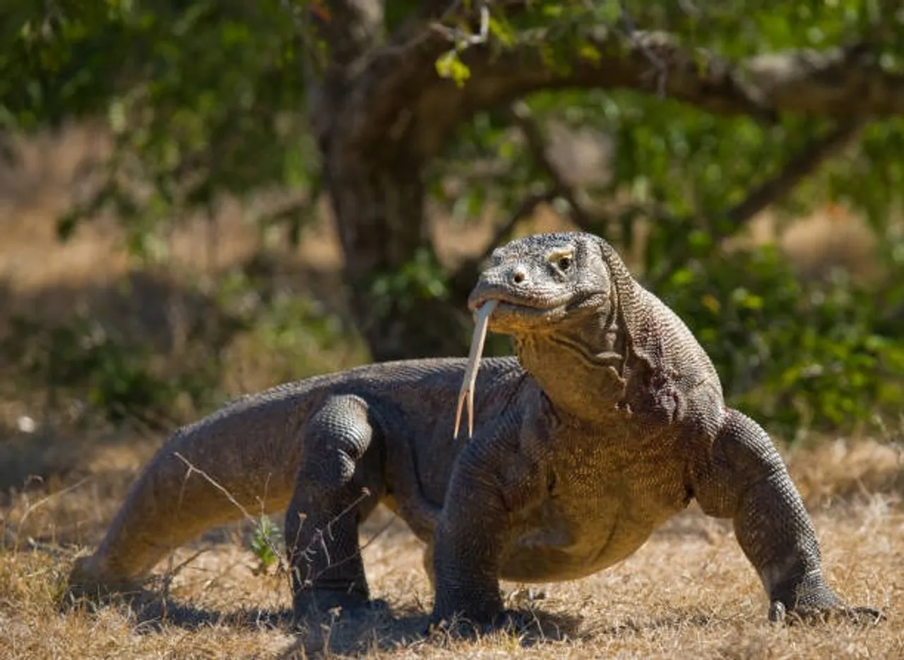 Komodo Dragons