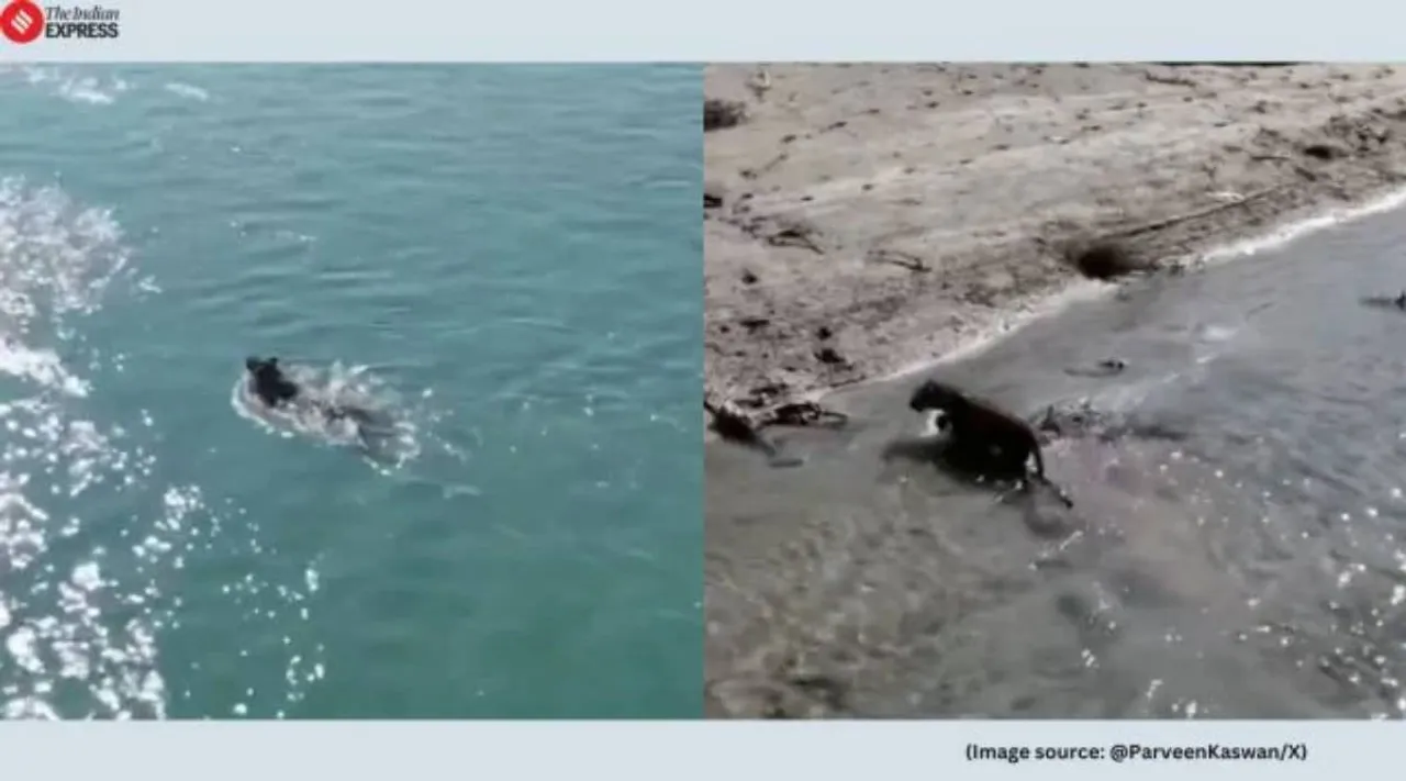 Leopard swimming after rescue
