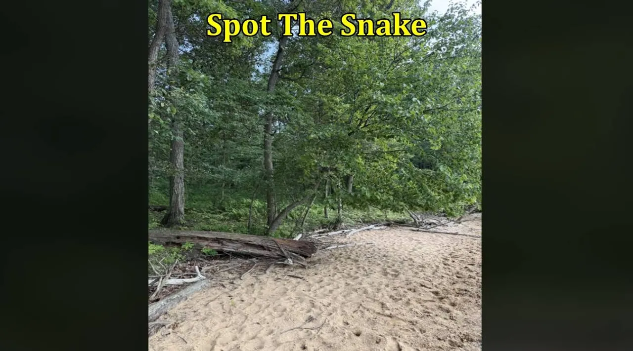 Spot dangerous snake 1