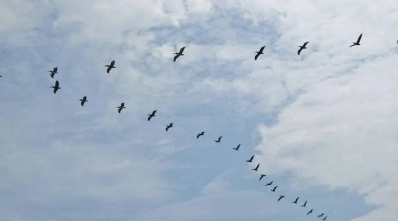 birds v formation