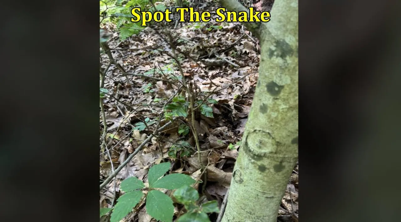 Snake under tree 1