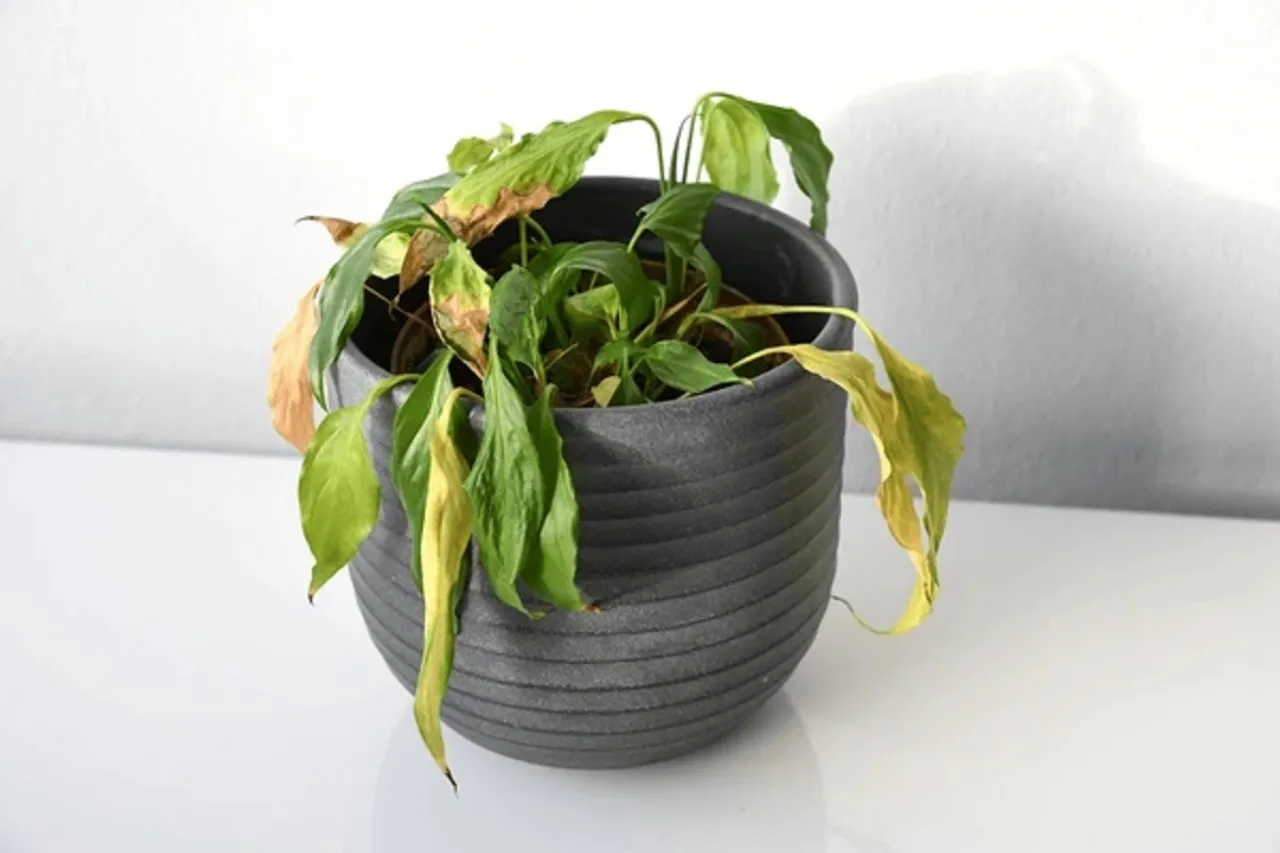 Dying plant care