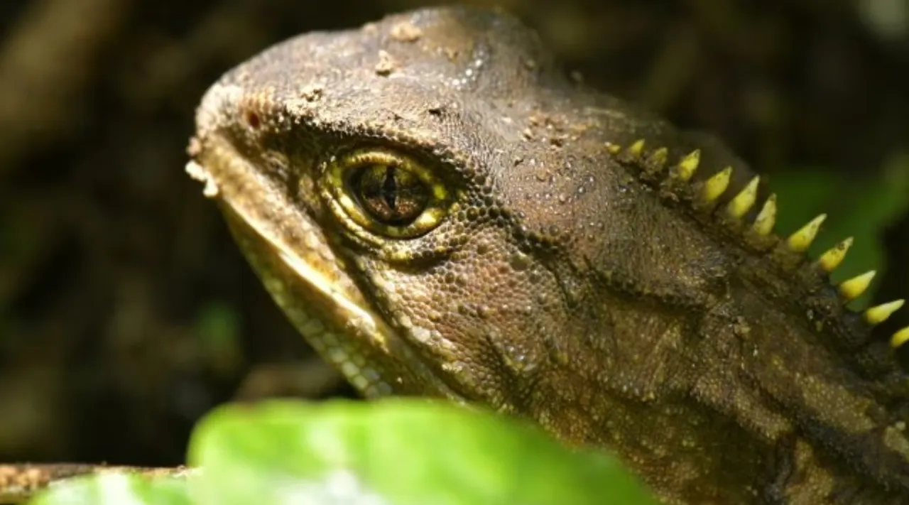 lizard