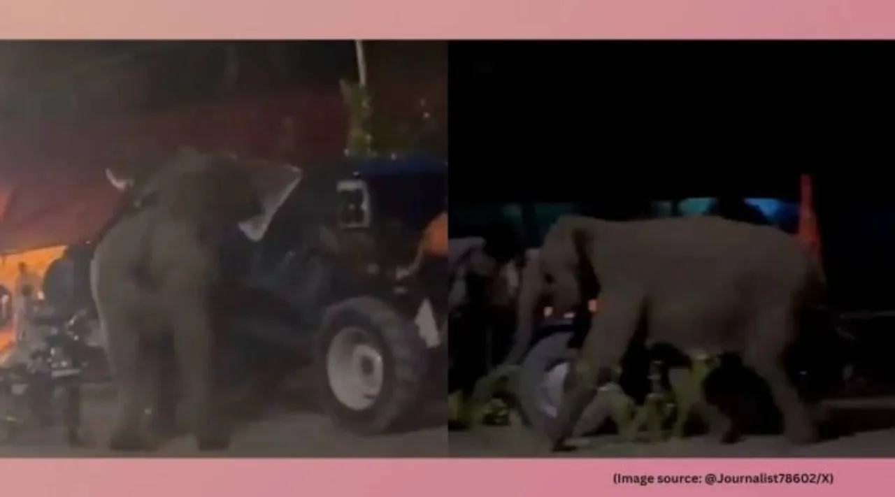 Elephant ruckus Dehradun