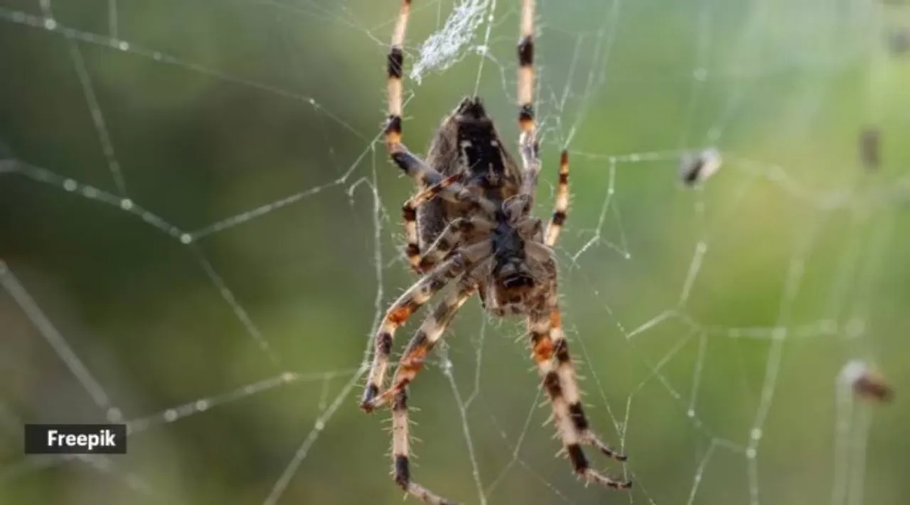 spider 3