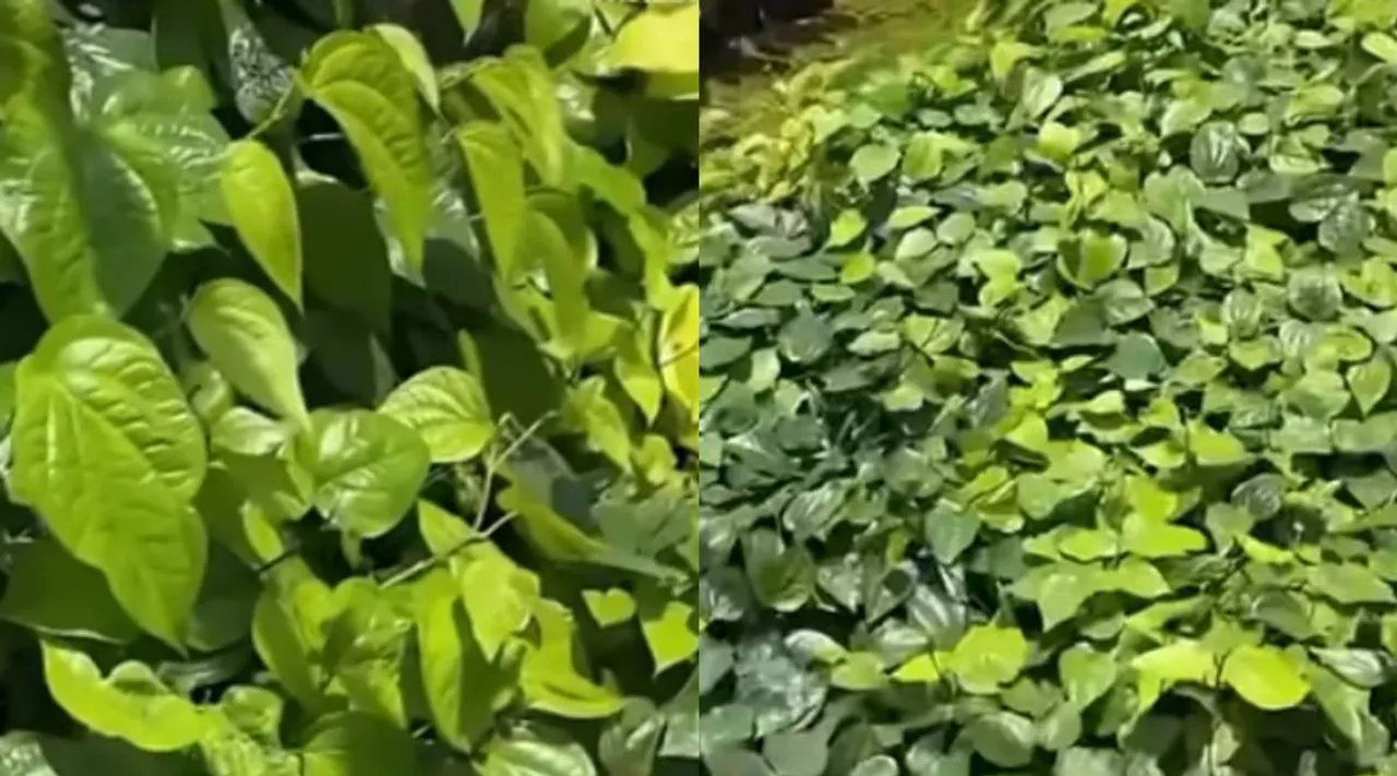 betel plants 2