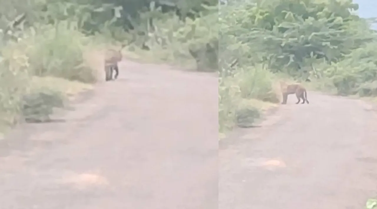 cheetah covai