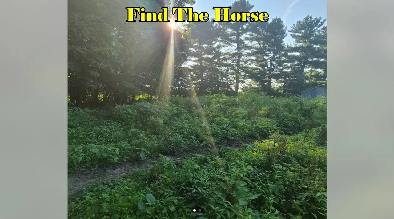 Find Horse 1