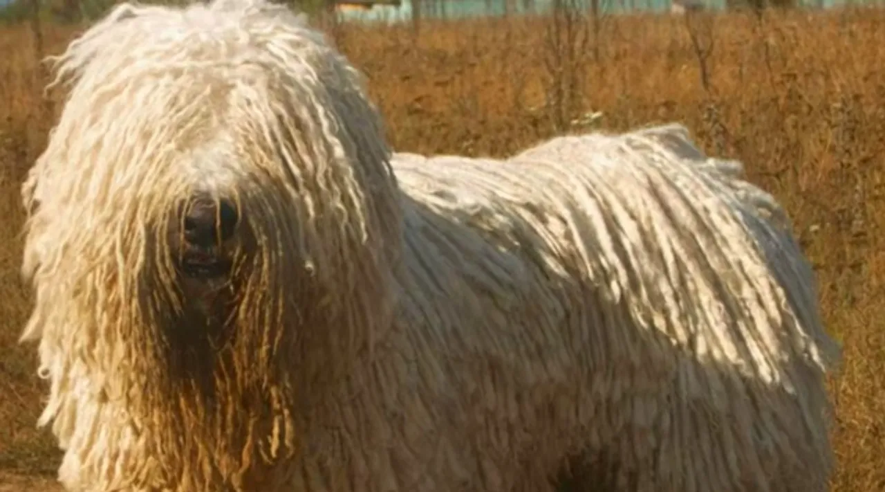 Komondor