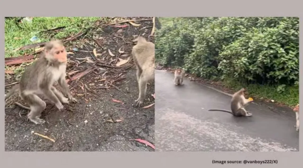 Monkeys rob US vlogger
